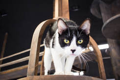 VISIT THE CATCAFE LOUNGE