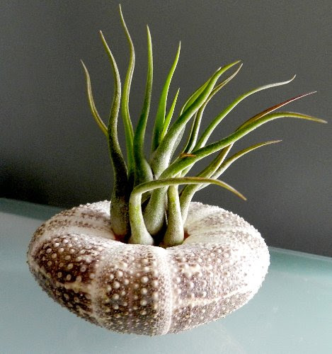 Hinterland Trading Air Plant Tillandsia Mini Medusa Sea Urchin Shell Terrarium Kit Beautiful Houseplant or Beach Wedding Favor On Sale