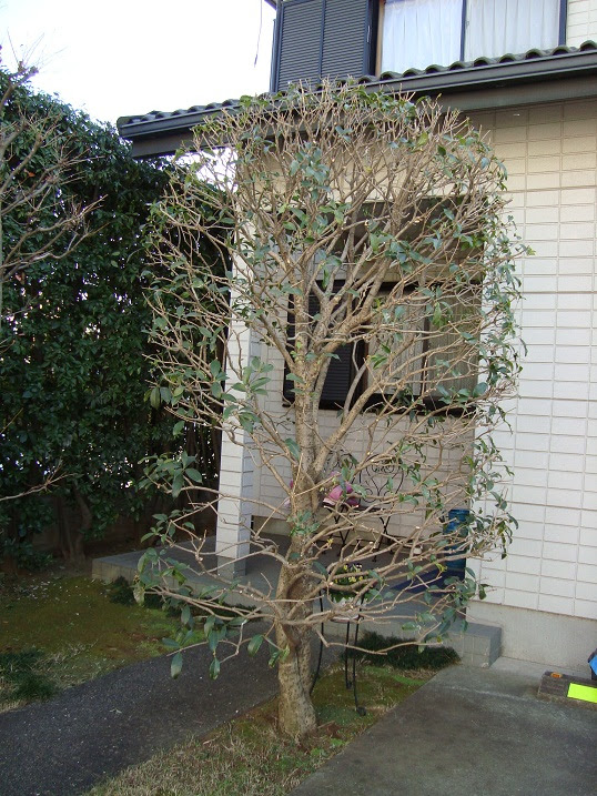 透かし剪定 キンモク ツバキ 植木屋 研鑽 ケンサン