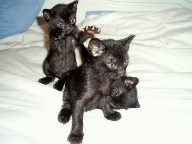 Bombay Cat Info, Personality, Kittens, Feeding, Pictures