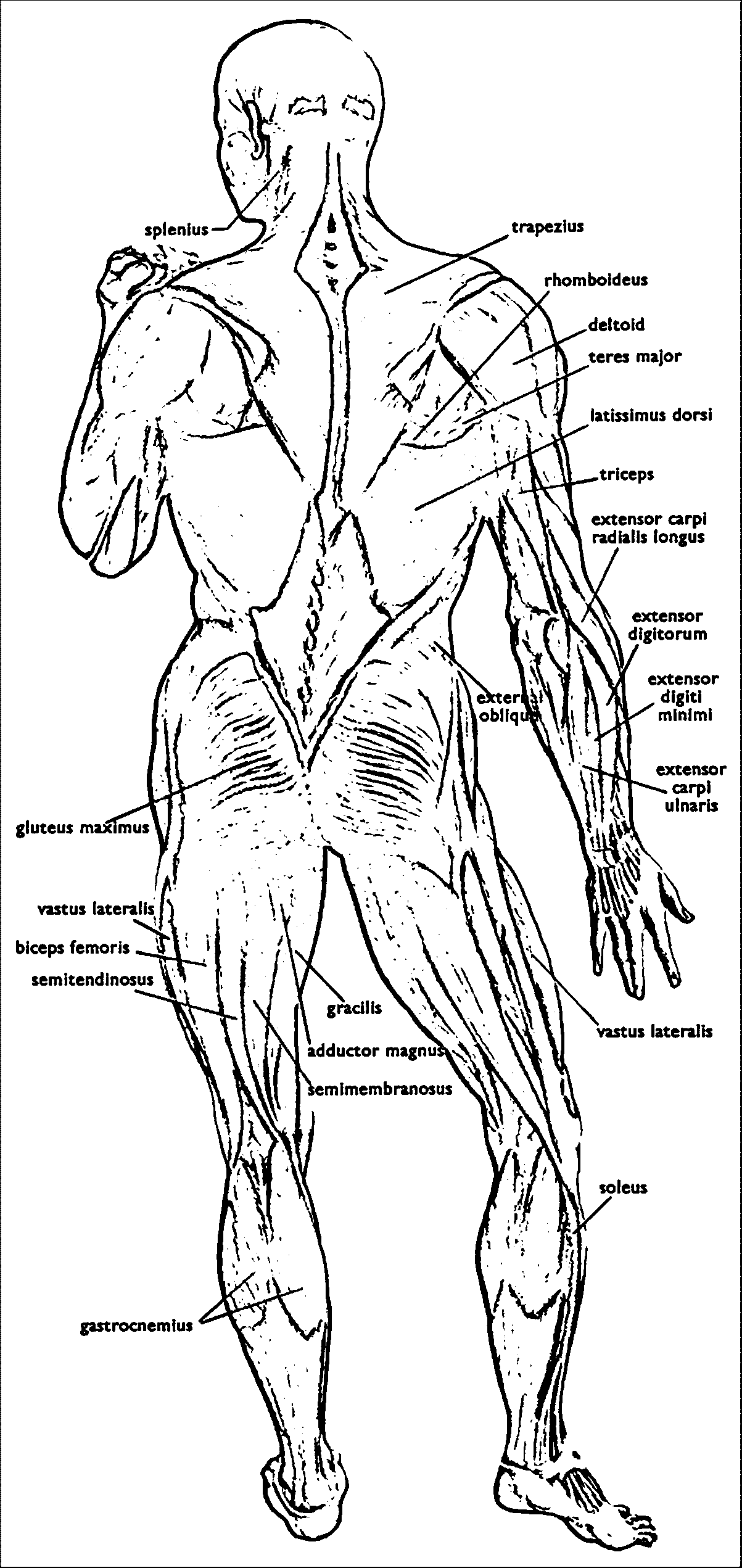 Anatomy And Physiology Coloring Pages Free - Coloring Home