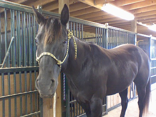 pretty boy