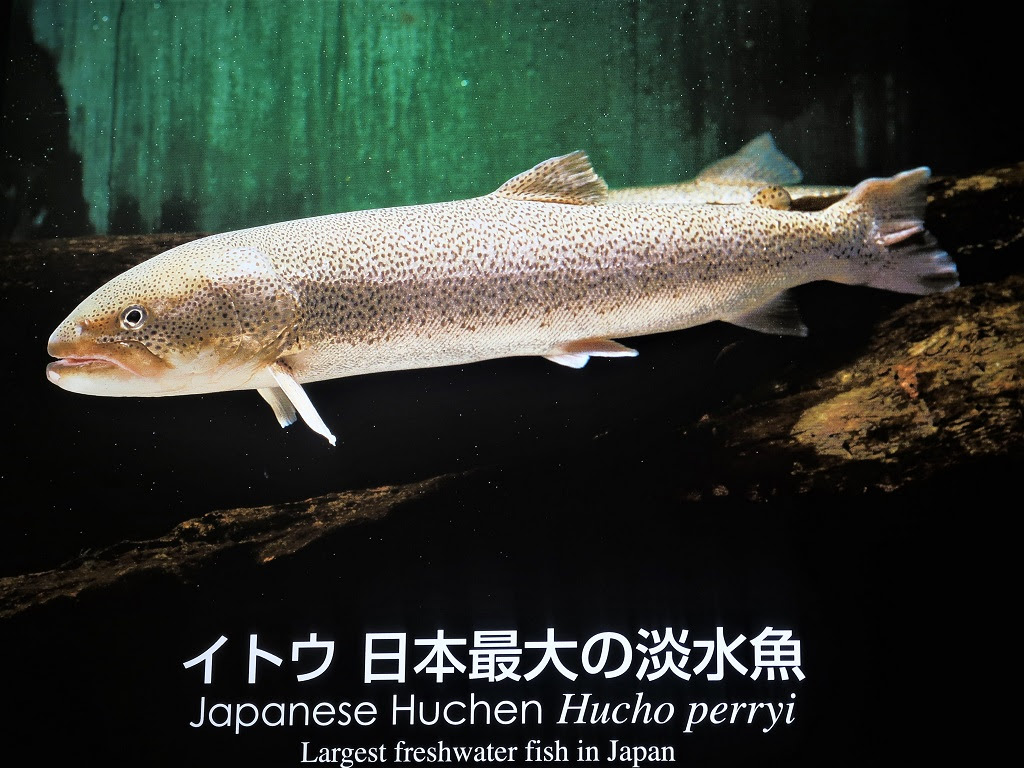 イトウ 釧路湿原展望台2階展示室にて 日本住研 青森市 のホームページ