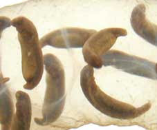 カンブリア紀の生命大爆発