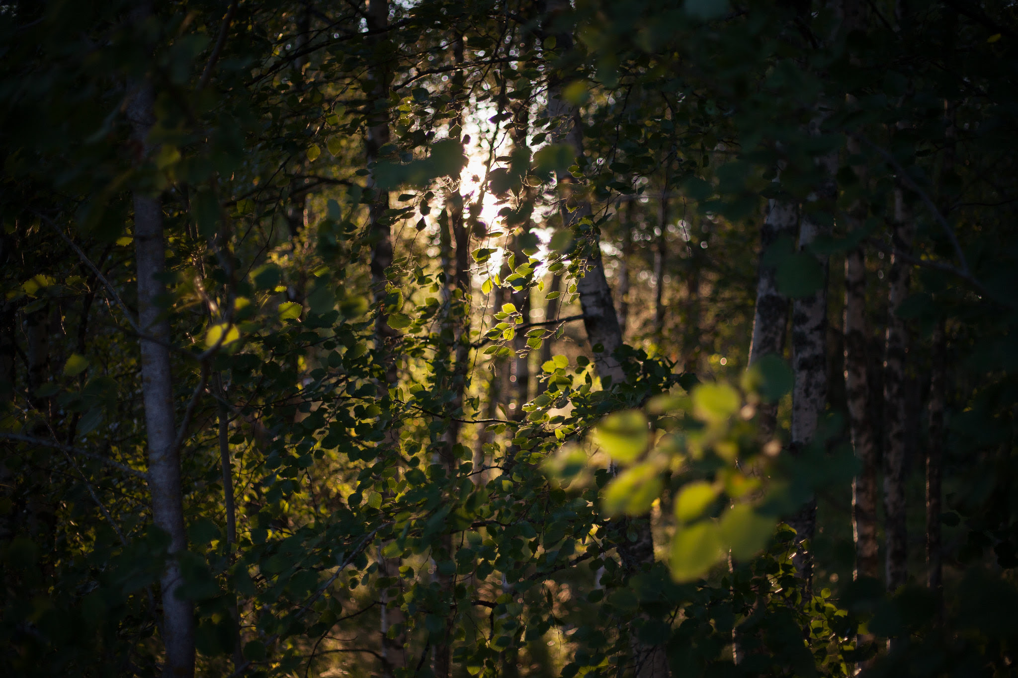 Trees