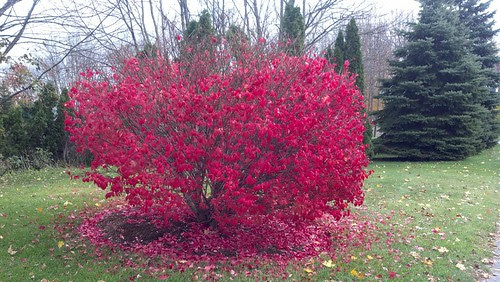 Red bush shedding