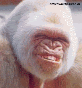 Apes,Gorilla,Silverback Gorilla,Animal
