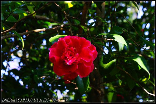 DSC09625_nEO_IMG