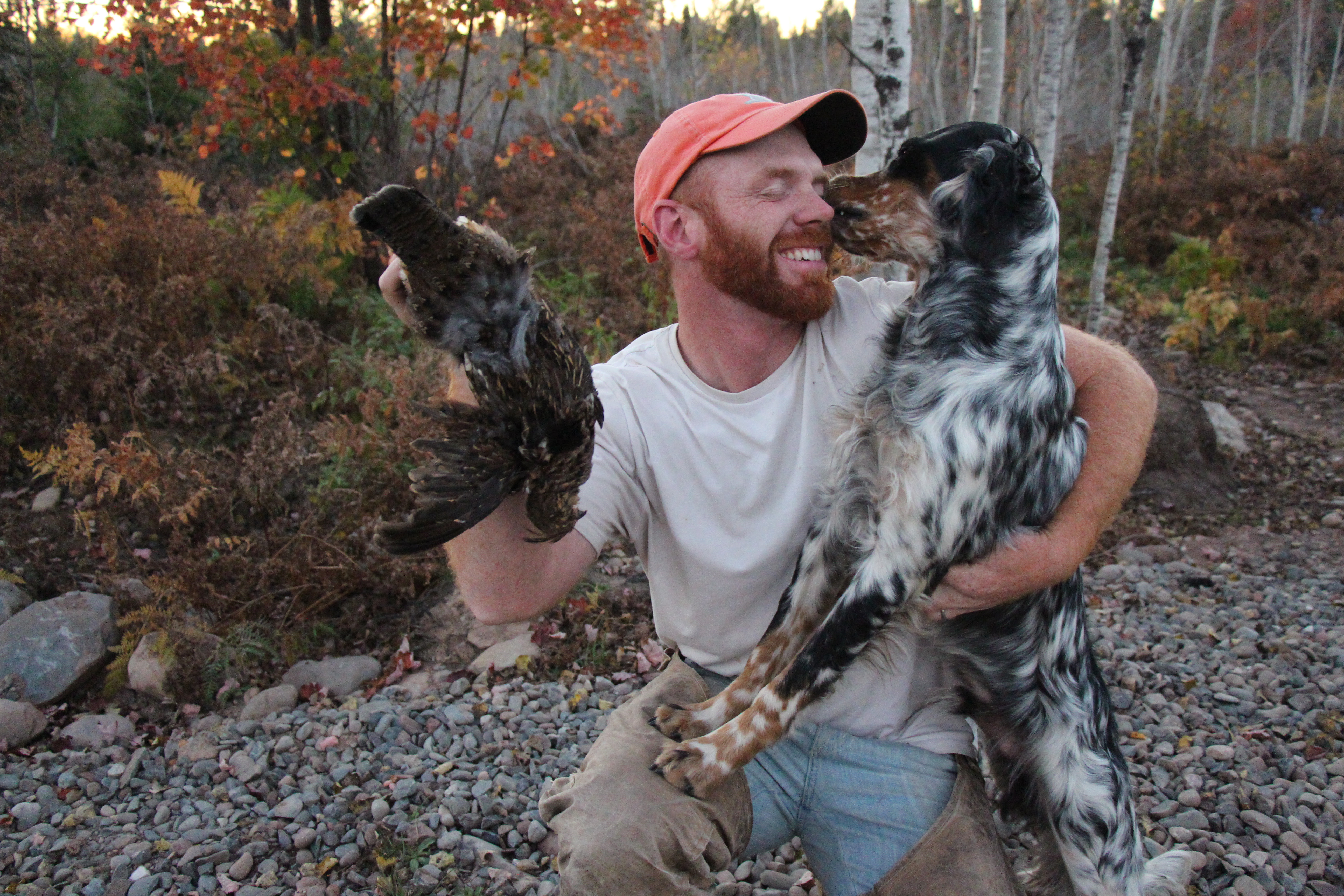Llewellin Setter Why Get A Llewellin Setter | Dog Breeds Picture