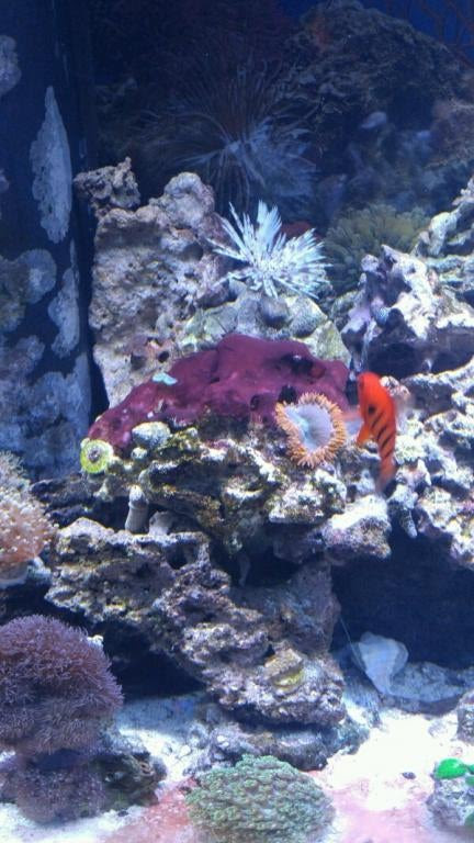 Click image for larger version Name: 1103151750-600x1067.jpg Views: N/A Size: 64.2 KB ID: 120362