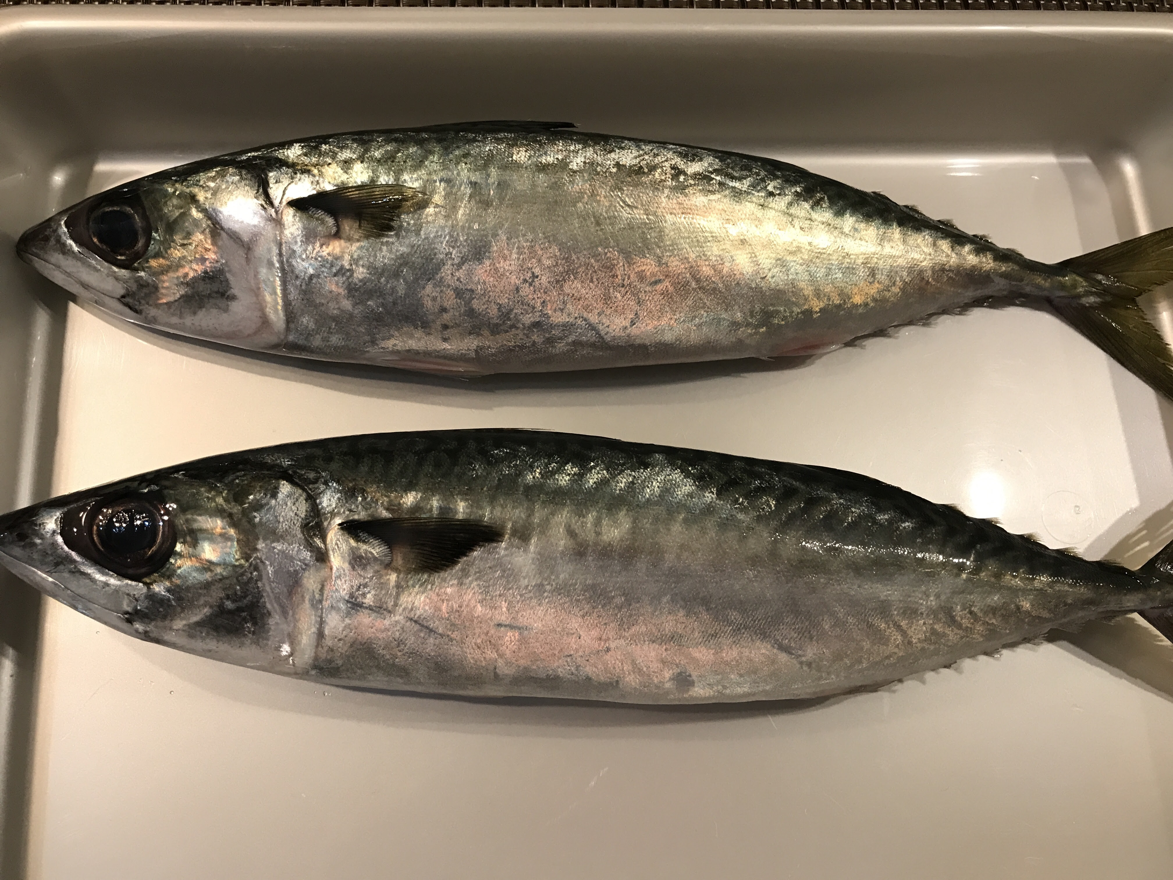 自家製〆サバ 居酒屋ｎaシルビ
