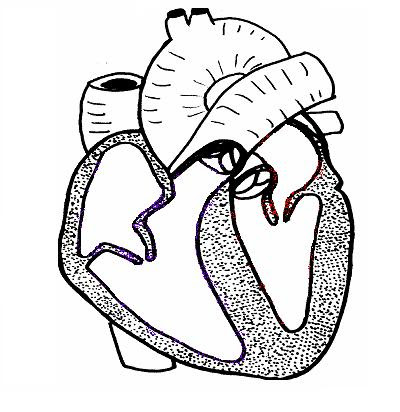 physiology of heart. b) On the diagram of the heart