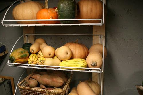 squash shelves 2