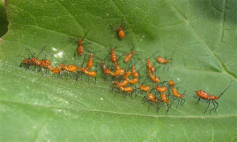 Diseases aren't the only causes of tomato leaves turning yellow. Immature Hemipterans - What's That Bug?