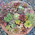 Hen And Chicken Plant Bloom : Hen chicken green houses agaves cacti and succulents landscaping gardening plants ornamental plants vegetable gardening.