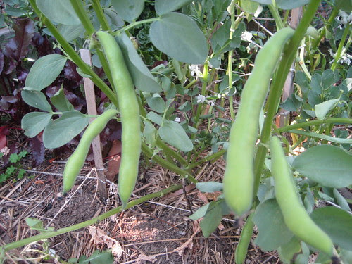 fava bean pods