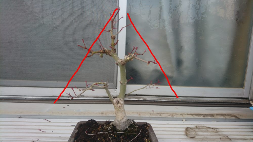 モミジ盆栽の作業 再剪定 花屋さんの植物管理ブログ