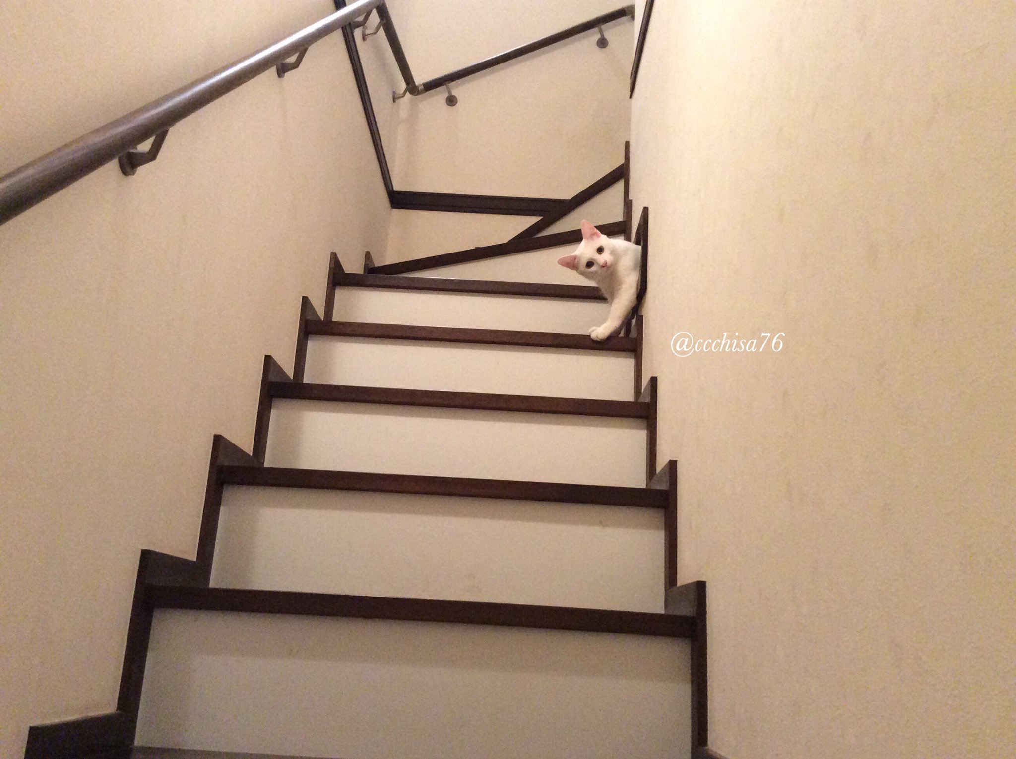猫トンネル の作り方 ねこナビ