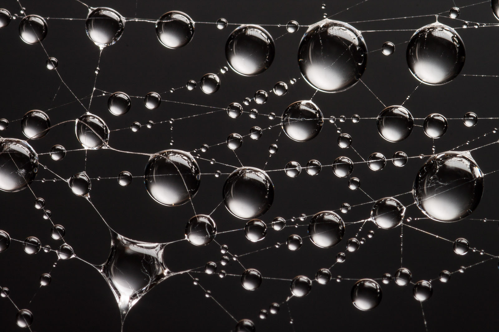 water droplets on spider web
