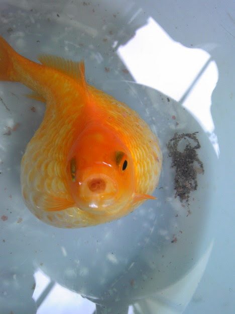金魚が病気 他の金 写真共有サイト フォト蔵