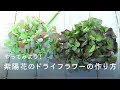 √ダウンロード 紫陽花 ドライフラワー 方法 259595