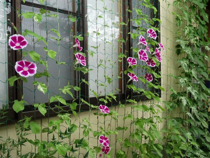 朝顔の花が咲かない原因 いちろの気ままに独り言