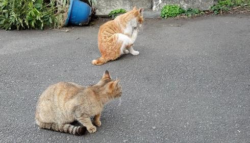 鶴見線 扇町駅 の猫たち まったりいこう