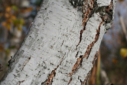 Diseases Of The Quaking Aspen Tree