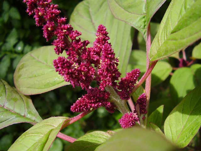 Especial El Amaranto Planta Originaria De Mexico Vigente En El Gusto De Mexicanos Spanish Xinhuanet Com