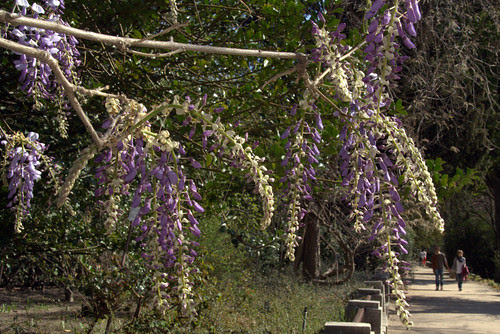 wisteria sinensis