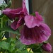 Pansy