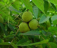 クルミ くるみ 胡桃 の花言葉 花言葉事典