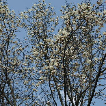 エキノプス ルリタマアザミ とは ヤサシイエンゲイ