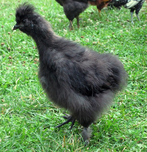 Black Silkie