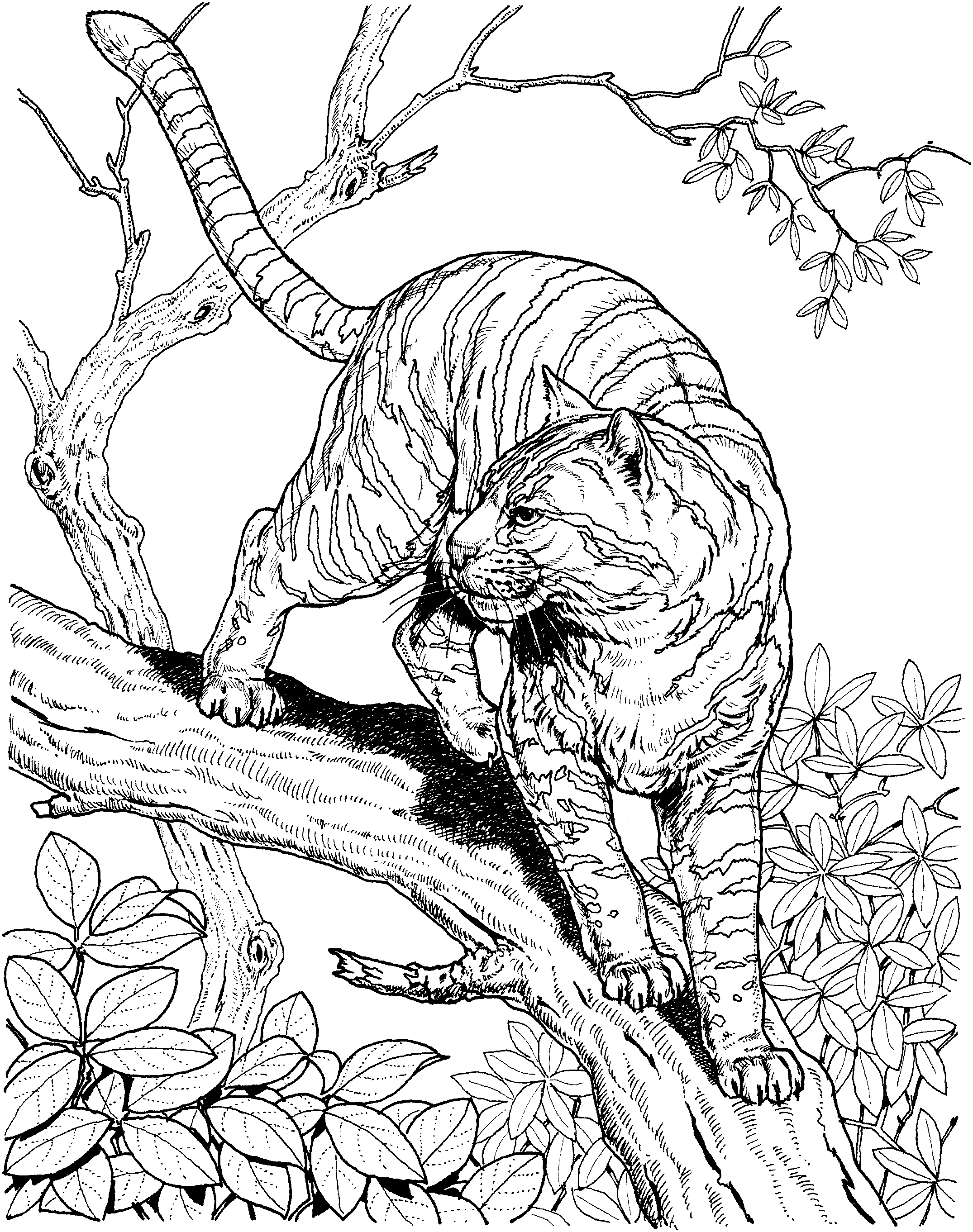 Download Wildlife coloring pages to download and print for free
