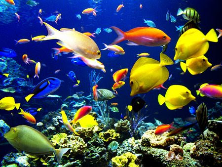 thereu002639s plenty of fish in the sea but a good catch is rare you picture of fish 450x338