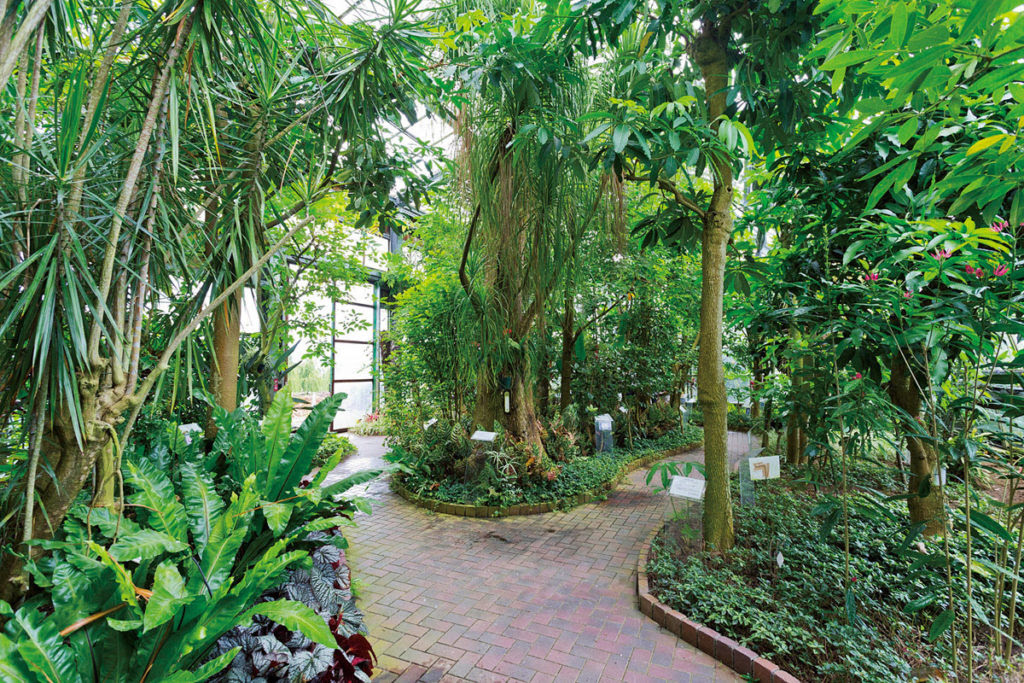 赤塚植物園の希少植物保存温室へ行こう Web Bosco