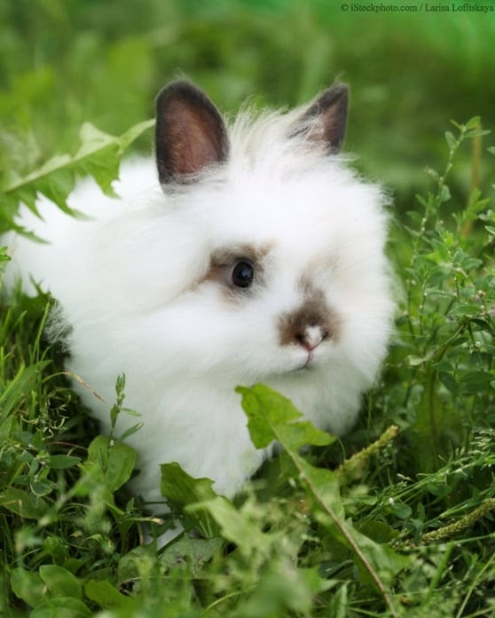 Pictures of cute furry animals