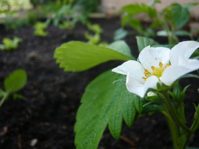 P1010450