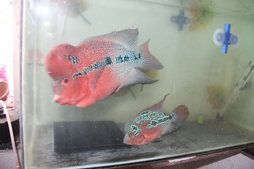 Marziyas Super Red Dragon Flowerhorns Breeding Pair by firoze shakir photographerno1