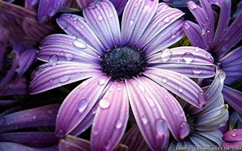 big size wallpapers  flowers gallery