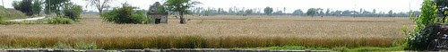 golden wheat