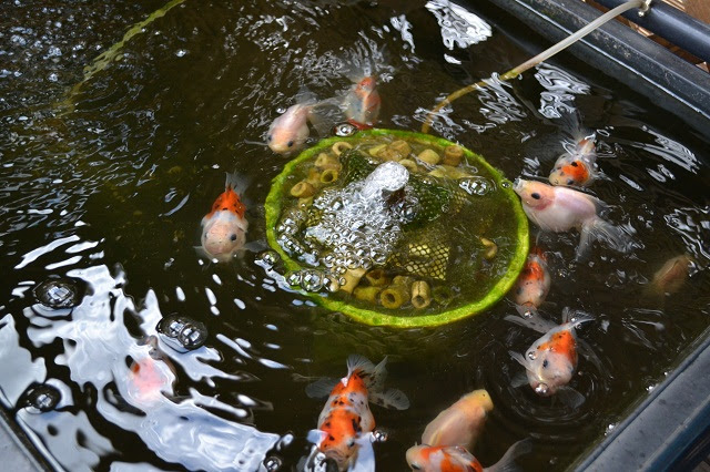 Coconon S Gold Fish 屋外金魚の越冬準備