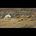 Que Cache L'ours Polaire De Frédéric / Une Des Photographes De L Ours Polaire Affame S Explique Lense : Que cache l'ours polaire sur la plage frederic samedi, novembre 7, 2020 0 non classé permalink 0 lâ€™ours polaire vit, dort et mange sur la banquise.