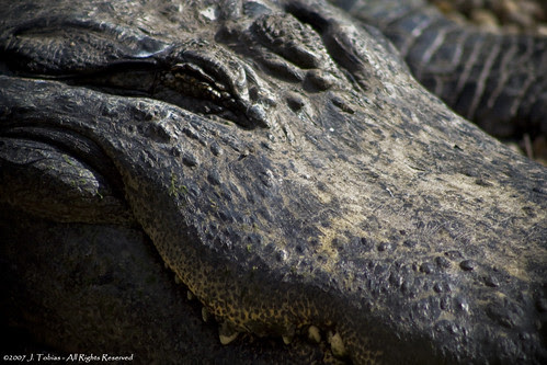 Gator 1
