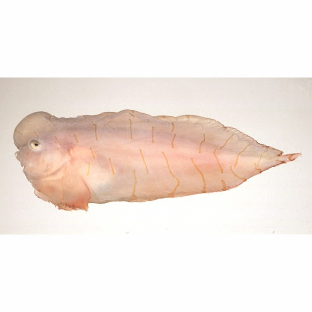 魚類写真資料データベース Kpm 530