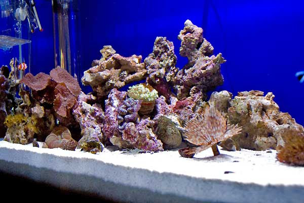 海水魚水槽専門 オーバーフロー水槽 釣絶 魚ゲノム