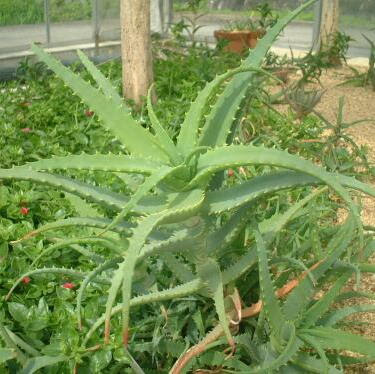 アロエの育て方 ヤサシイエンゲイ