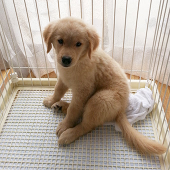 ごるごるごるる メイ 7 9puppies ゴールデンレトリバー メイ