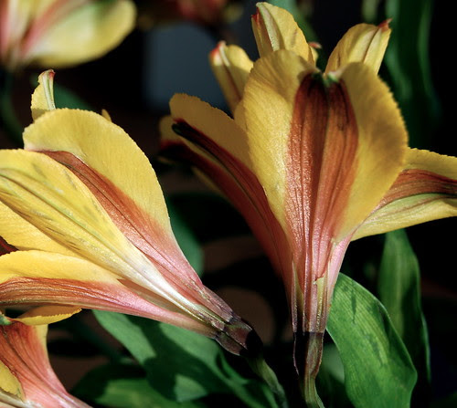 Yellow flowers